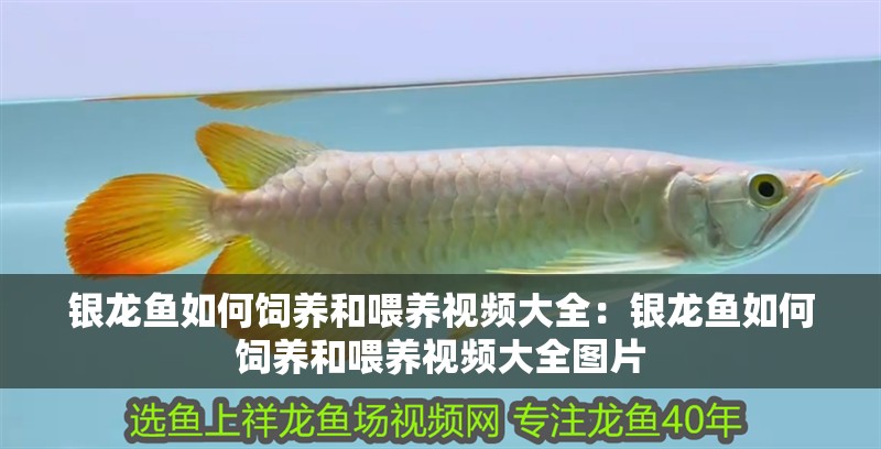 銀龍魚如何飼養和喂養視頻大全：銀龍魚如何飼養和喂養視頻大全圖片