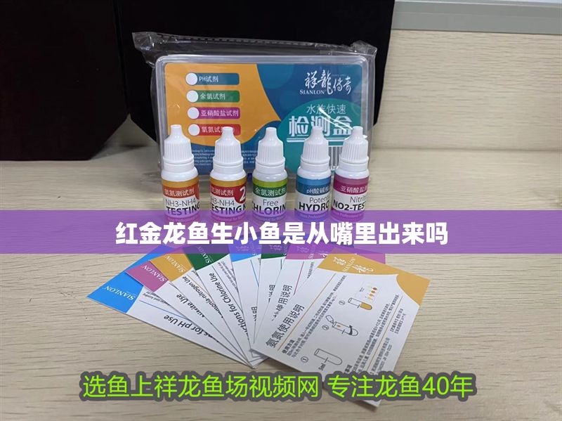 紅金龍魚生小魚是從嘴里出來嗎