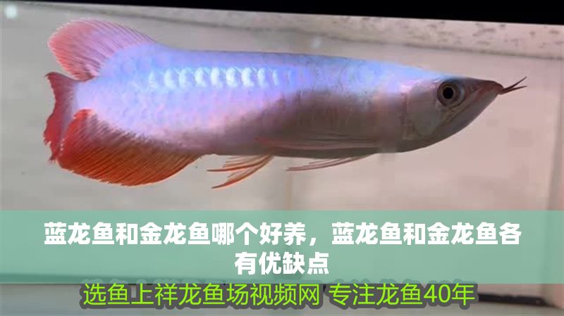 藍龍魚和金龍魚哪個好養，藍龍魚和金龍魚各有優缺點