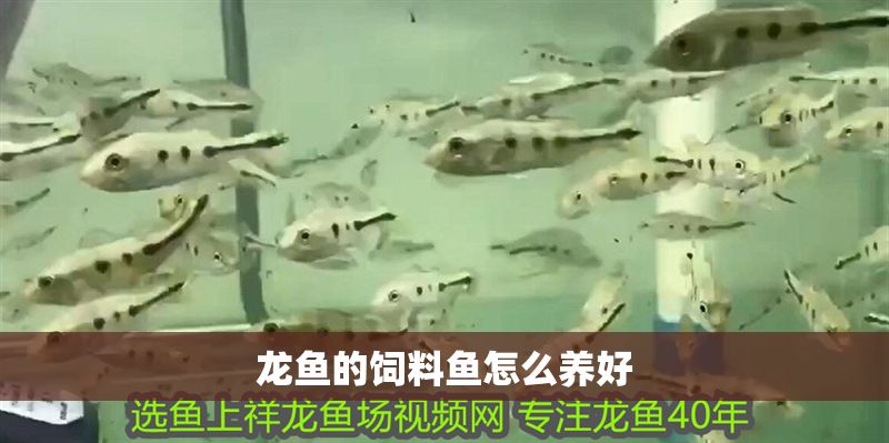 龍魚(yú)的飼料魚(yú)怎么養(yǎng)好 龍魚(yú)百科 第2張 龍魚(yú)的飼料魚(yú)怎么養(yǎng)好 龍魚(yú)的飼料魚(yú)怎么養(yǎng)好 龍魚(yú)百科 第2張