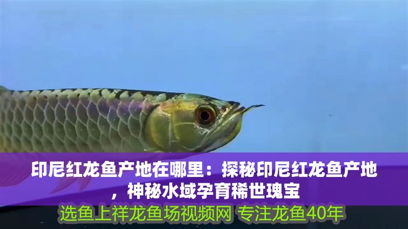 印尼紅龍魚產地在哪里：探秘印尼紅龍魚產地，神秘水域孕育稀世瑰寶