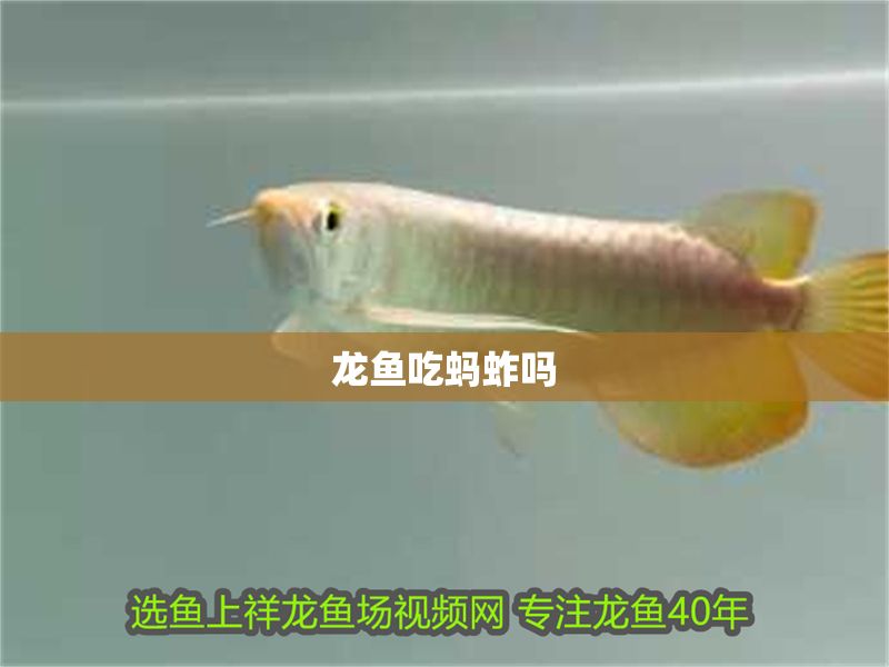 龍魚吃螞蚱嗎 龍魚吃螞蚱嗎 龍魚百科 第2張