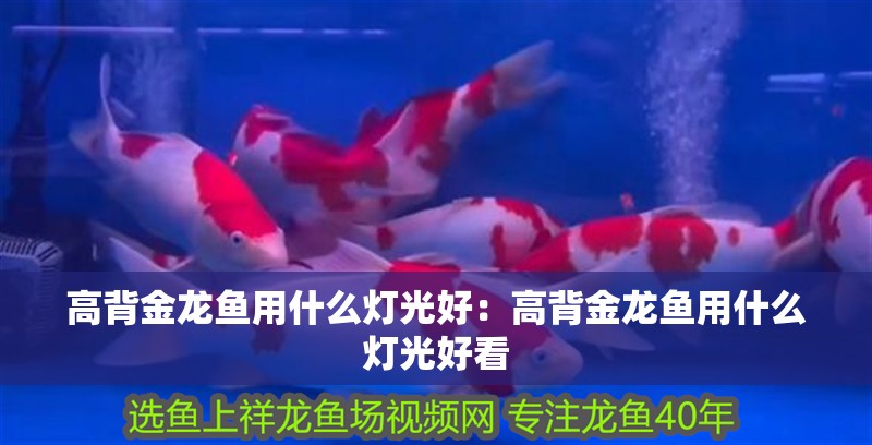 高背金龍魚用什么燈光好:高背金龍魚用什么燈光好看 水族問答 高背金龍魚用什么燈光好:高背金龍魚用什么燈光好看 高背金龍魚用什么燈光好:高背金龍魚用什么燈光好看 水族問答