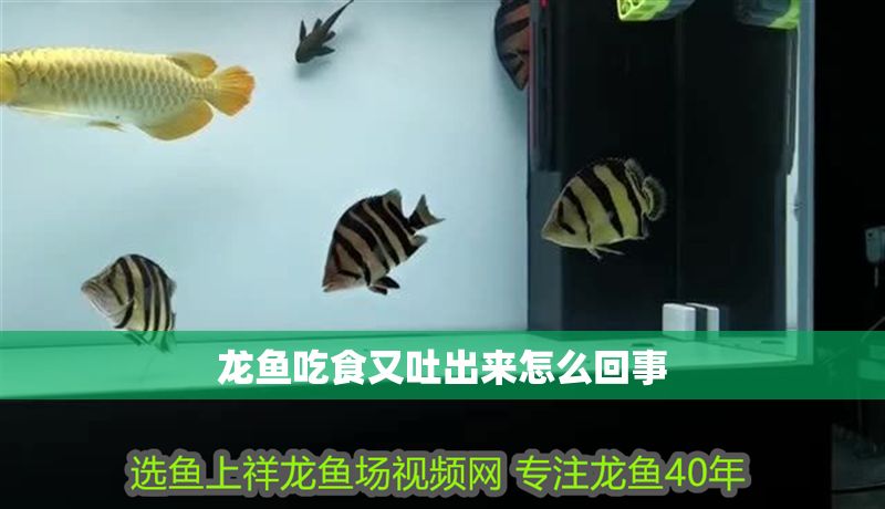 龍魚吃食又吐出來怎么回事