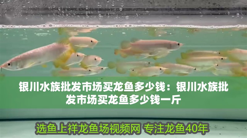 銀川水族批發市場買龍魚多少錢：銀川水族批發市場買龍魚多少錢一斤 銀川水族批發市場買龍魚多少錢：銀川水族批發市場買龍魚多少錢一斤 水族問答