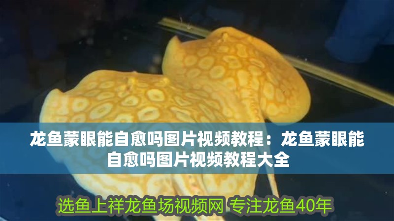 龍魚蒙眼能自愈嗎圖片視頻教程：龍魚蒙眼能自愈嗎圖片視頻教程大全