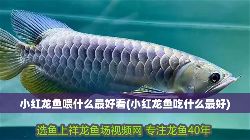 小紅龍魚喂什么最好看(小紅龍魚吃什么最好)