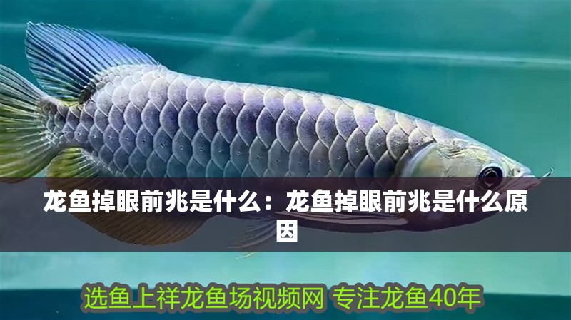 龍魚掉眼前兆是什么：龍魚掉眼前兆是什么原因
