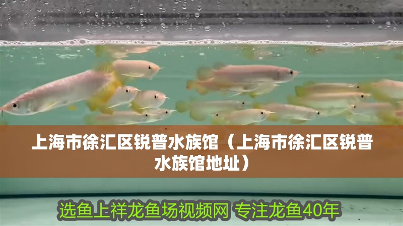 上海市徐匯區銳普水族館（上海市徐匯區銳普水族館地址）