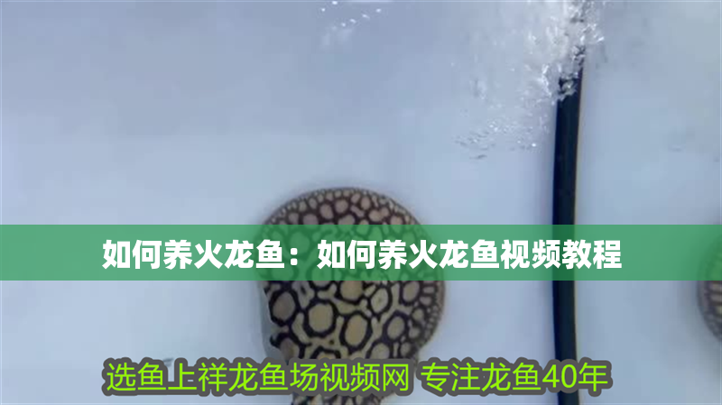 如何養(yǎng)火龍魚：如何養(yǎng)火龍魚視頻教程 如何養(yǎng)火龍魚：如何養(yǎng)火龍魚視頻教程 水族問答