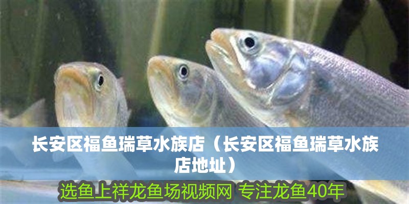 長安區(qū)福魚瑞草水族店（長安區(qū)福魚瑞草水族店地址）