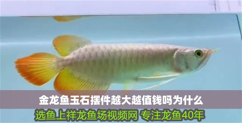 金龍魚玉石擺件越大越值錢嗎為什么