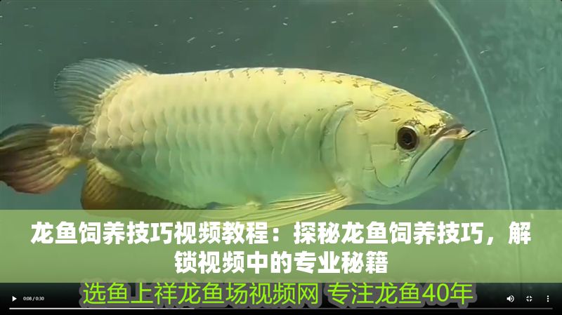 龍魚飼養技巧視頻教程：探秘龍魚飼養技巧，解鎖視頻中的專業秘籍
