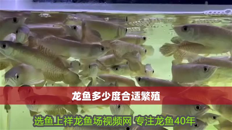 龍魚多少度合適繁殖