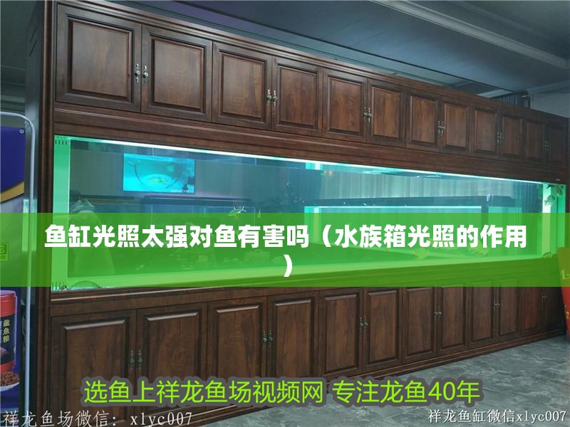 魚缸光照太強(qiáng)對(duì)魚有害嗎（水族箱光照的作用）