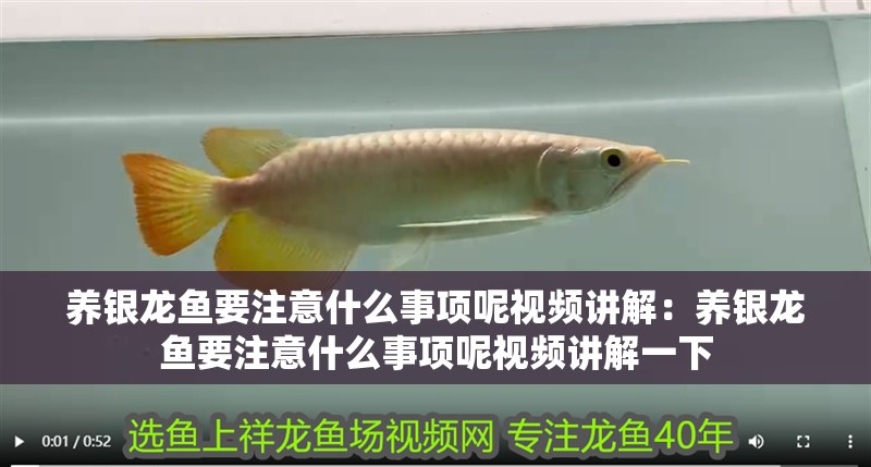 養(yǎng)銀龍魚要注意什么事項呢視頻講解：養(yǎng)銀龍魚要注意什么事項呢視頻講解一下