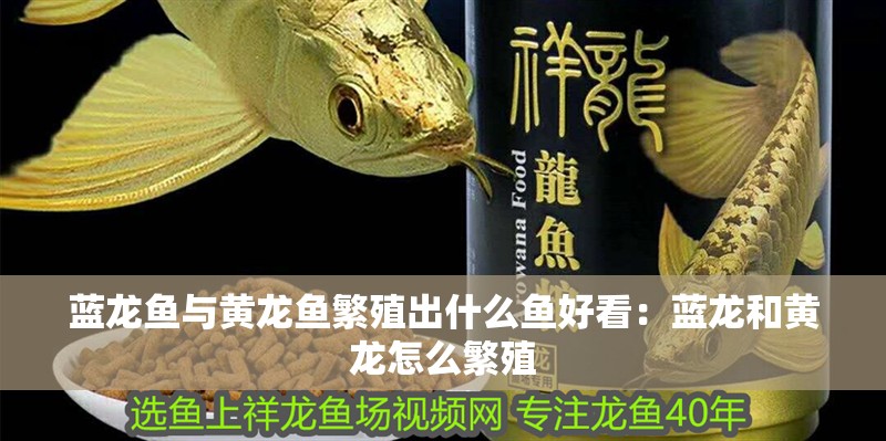 藍龍魚與黃龍魚繁殖出什么魚好看：藍龍和黃龍怎么繁殖 藍龍魚與黃龍魚繁殖出什么魚好看：藍龍和黃龍怎么繁殖 水族問答