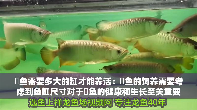 魟魚(yú)需要多大的缸才能養(yǎng)活：魟魚(yú)的飼養(yǎng)需要考慮到魚(yú)缸尺寸對(duì)于魟魚(yú)的健康和生長(zhǎng)至關(guān)重要