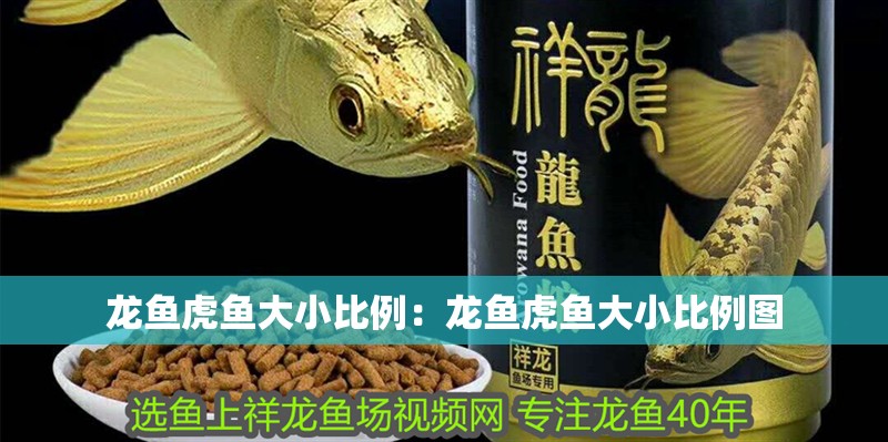 龍魚虎魚大小比例：龍魚虎魚大小比例圖