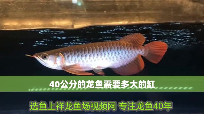 40公分的龍魚需要多大的缸