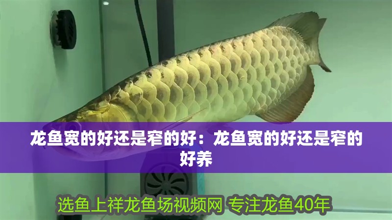 龍魚寬的好還是窄的好:龍魚寬的好還是窄的好養 水族問答 龍魚寬的好還是窄的好:龍魚寬的好還是窄的好養 龍魚寬的好還是窄的好:龍魚寬的好還是窄的好養 水族問答