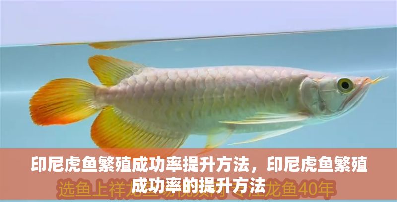 印尼虎魚繁殖成功率提升方法，印尼虎魚繁殖成功率的提升方法
