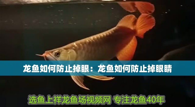 龍魚如何防止掉眼：龍魚如何防止掉眼睛