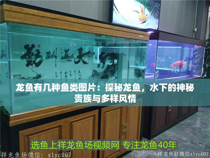 龍魚有幾種魚類圖片：探秘龍魚，水下的神秘貴族與多樣風(fēng)情