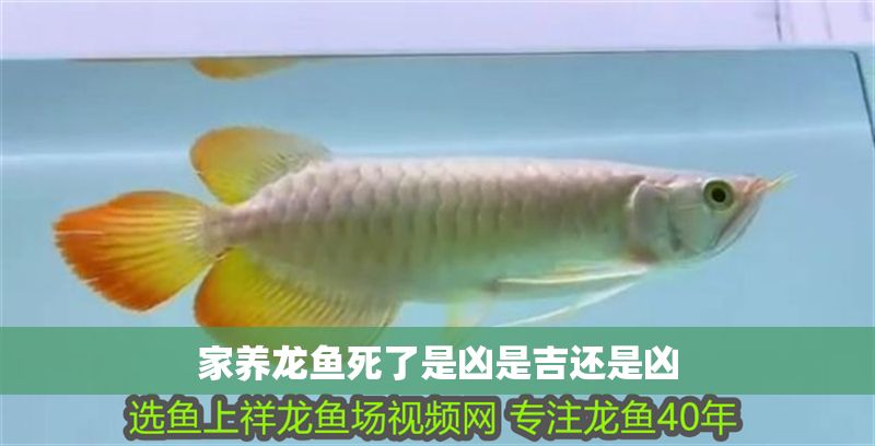 家養龍魚死了是兇是吉還是兇