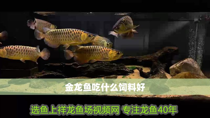 金龍魚吃什么飼料好 金龍魚吃什么飼料好 龍魚百科 第2張