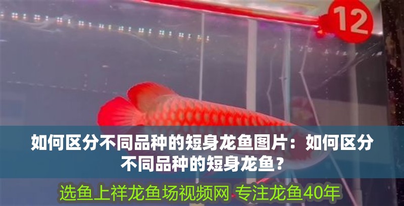 如何區(qū)分不同品種的短身龍魚(yú)圖片：如何區(qū)分不同品種的短身龍魚(yú)？