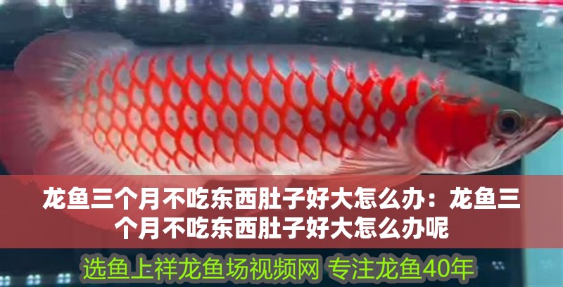 龍魚三個月不吃東西肚子好大怎么辦：龍魚三個月不吃東西肚子好大怎么辦呢