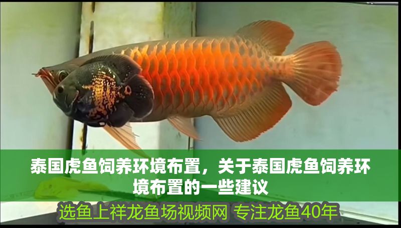 泰國(guó)虎魚飼養(yǎng)環(huán)境布置，關(guān)于泰國(guó)虎魚飼養(yǎng)環(huán)境布置的一些建議 泰國(guó)虎魚飼養(yǎng)環(huán)境布置，關(guān)于泰國(guó)虎魚飼養(yǎng)環(huán)境布置的一些建議 虎魚百科 第1張