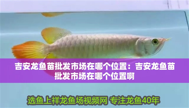 吉安龍魚苗批發市場在哪個位置：吉安龍魚苗批發市場在哪個位置啊 吉安龍魚苗批發市場在哪個位置：吉安龍魚苗批發市場在哪個位置啊 水族問答