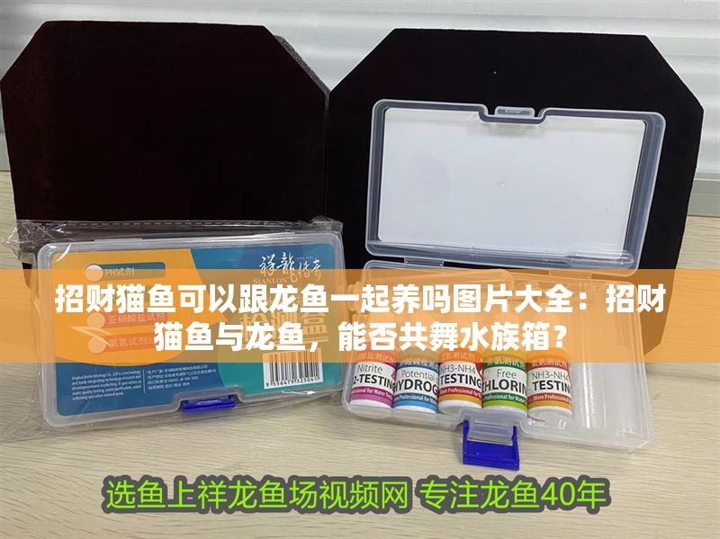 招財貓魚可以跟龍魚一起養嗎圖片大全：招財貓魚與龍魚，能否共舞水族箱？