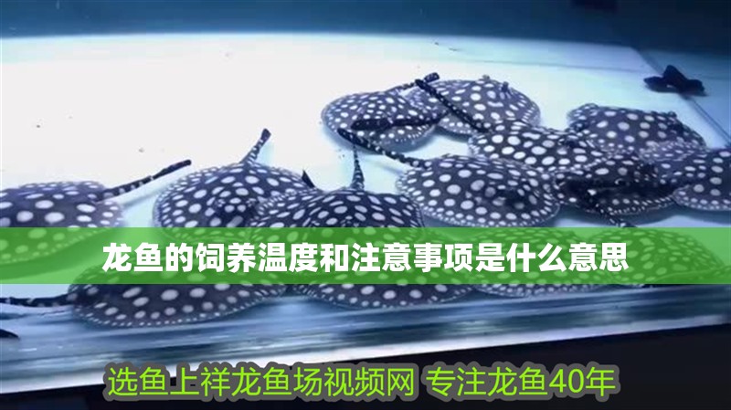 龍魚的飼養(yǎng)溫度和注意事項是什么意思 龍魚百科 第2張 龍魚的飼養(yǎng)溫度和注意事項是什么意思 龍魚的飼養(yǎng)溫度和注意事項是什么意思 龍魚百科 第2張