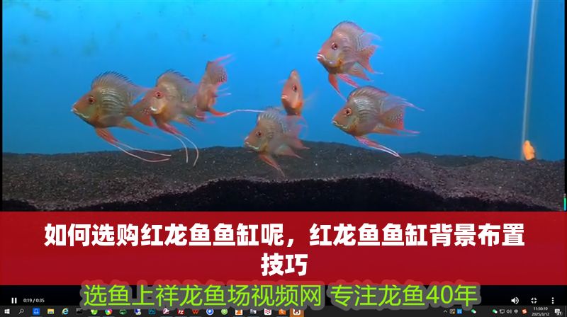 如何選購紅龍魚魚缸呢，紅龍魚魚缸背景布置技巧
