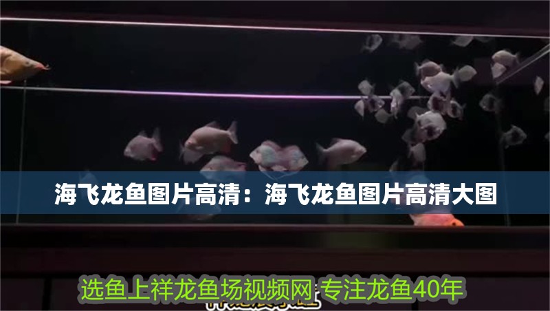 海飛龍魚(yú)圖片高清：海飛龍魚(yú)圖片高清大圖 海飛龍魚(yú)圖片高清：海飛龍魚(yú)圖片高清大圖 水族問(wèn)答