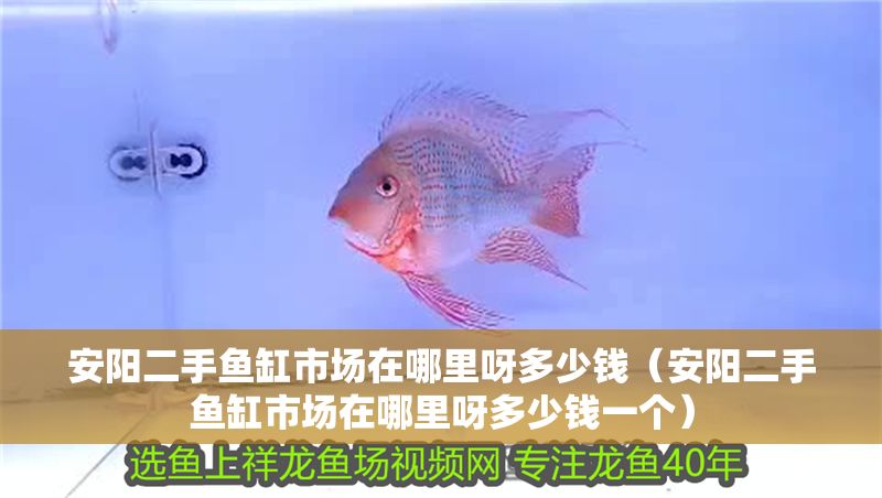 安陽二手魚缸市場在哪里呀多少錢（安陽二手魚缸市場在哪里呀多少錢一個）