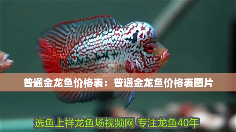 普通金龍魚價格表：普通金龍魚價格表圖片 普通金龍魚價格表：普通金龍魚價格表圖片 水族問答