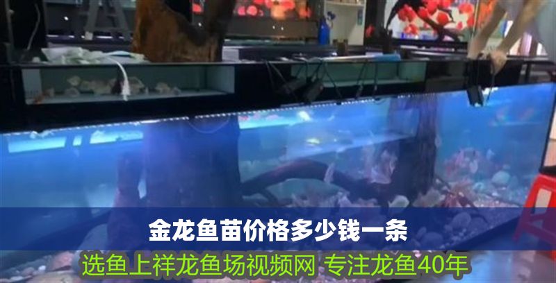 金龍魚苗價格多少錢一條