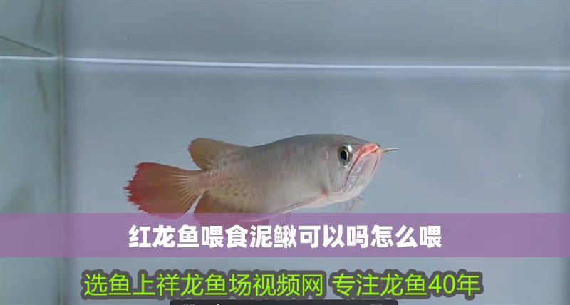 紅龍魚喂食泥鰍可以嗎怎么喂 紅龍魚喂食泥鰍可以嗎怎么喂 龍魚百科 第1張