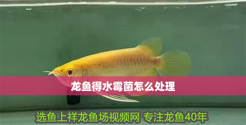 龍魚得水霉菌怎么處理