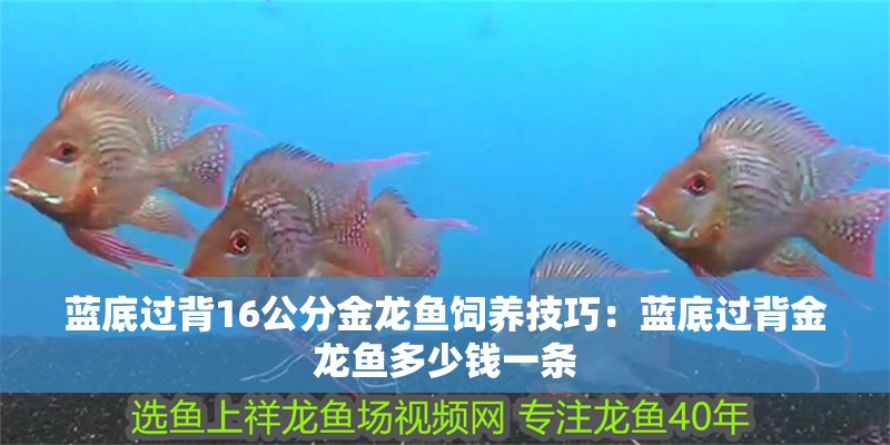 藍底過背16公分金龍魚飼養技巧：藍底過背金龍魚多少錢一條