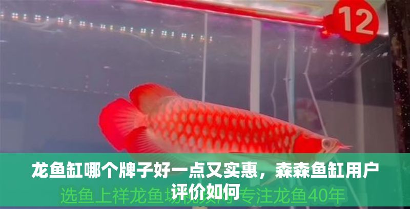 龍魚缸哪個牌子好一點又實惠，森森魚缸用戶評價如何 龍魚缸哪個牌子好一點又實惠，森森魚缸用戶評價如何 魚缸百科 第6張
