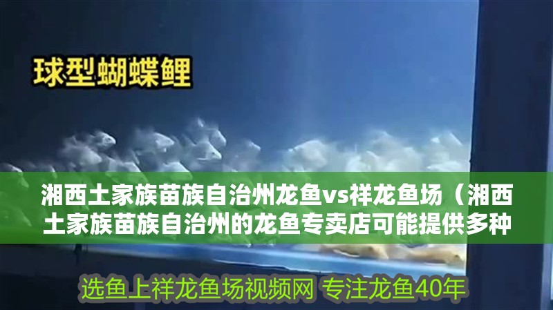湘西土家族苗族自治州龍魚vs祥龍魚場（湘西土家族苗族自治州的龍魚專賣店可能提供多種類的龍魚品種）
