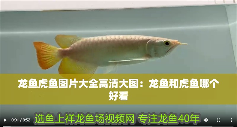 龍魚虎魚圖片大全高清大圖：龍魚和虎魚哪個好看
