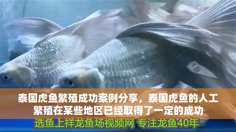 泰國虎魚繁殖成功案例分享，泰國虎魚的人工繁殖在某些地區已經取得了一定的成功