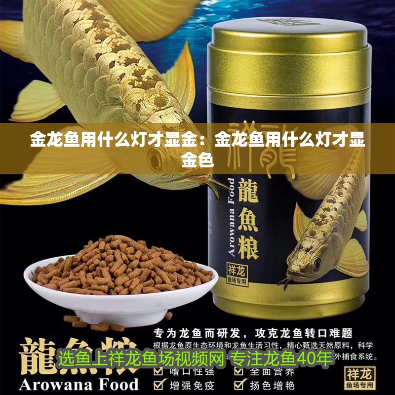 金龍魚用什么燈才顯金：金龍魚用什么燈才顯金色
