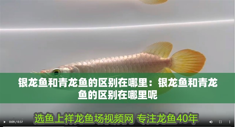 銀龍魚和青龍魚的區別在哪里：銀龍魚和青龍魚的區別在哪里呢